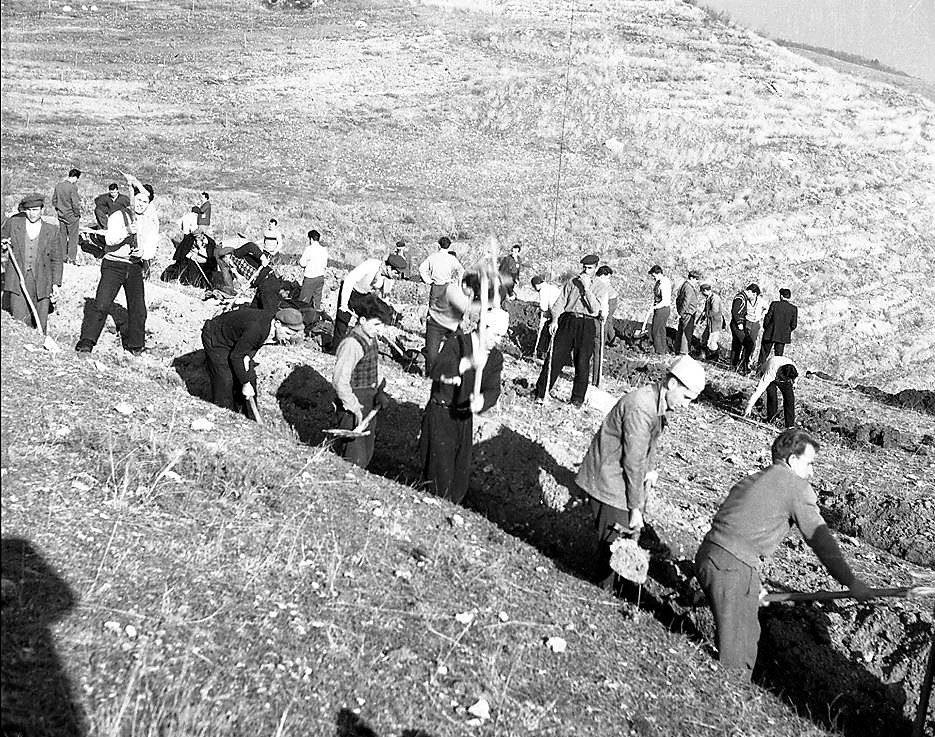 Стари фотографии на Кавадарци-Пошумување на „Љубаш„ 1956 година