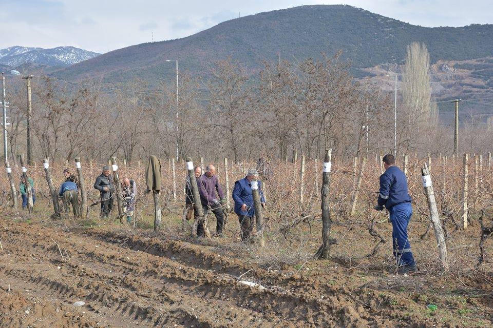 Демир Капија / НАТПРЕВАР ВО ЗАКРОЈУВАЊЕ НА ВИНОВА ЛОЗА