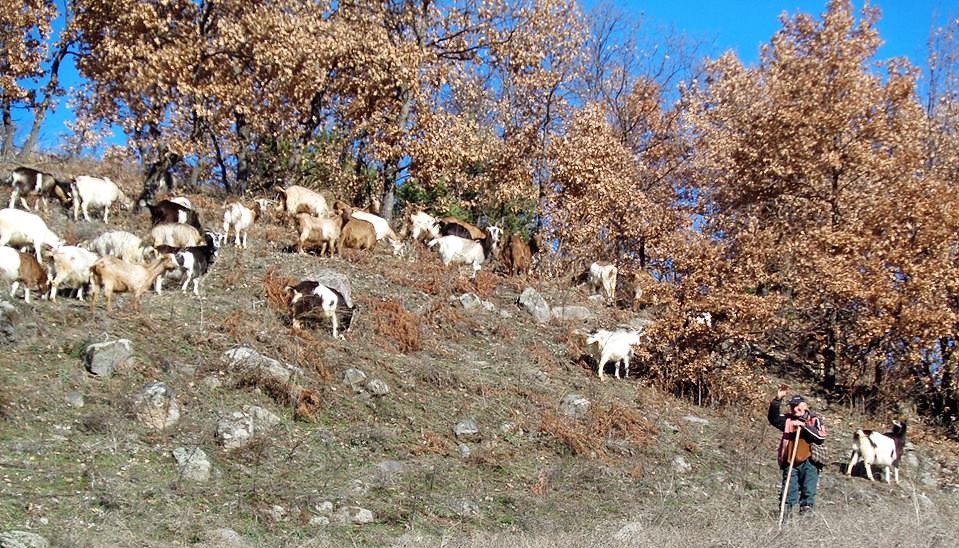 Дедо Вангел од Горна Бошава