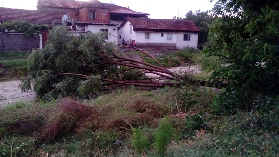 Невреме/Силниот ветер попладнево искрши гранки на дрвјата