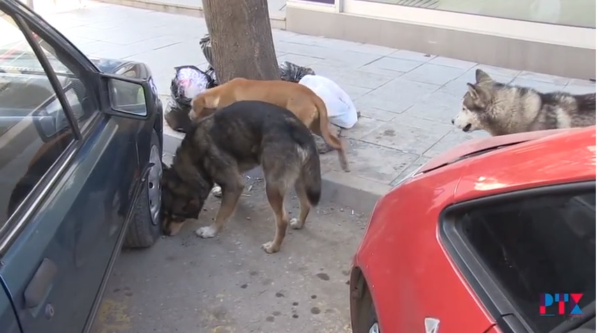 (Видео) На повидок решавање на проблемот со кучињата скитници