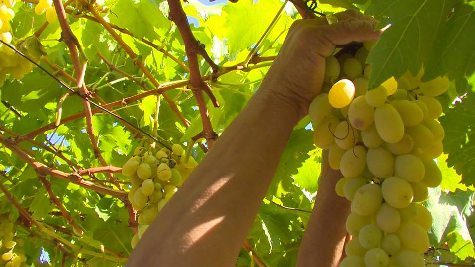 (Видео) Берба и откуп на грозје 2017