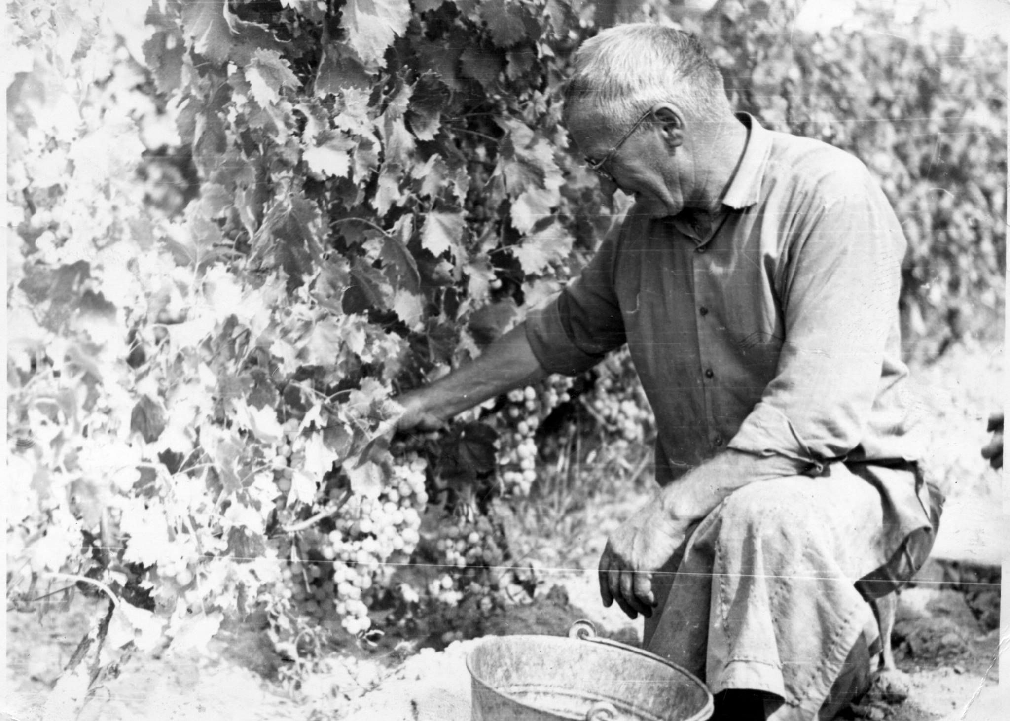 Стари фотографии на Кавадарци-Берба на грозје 1958-ма