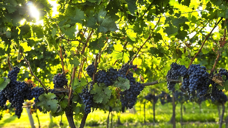 Гроздобер 2018/ Ке има ли по повисоки цени на  винското грозје !...