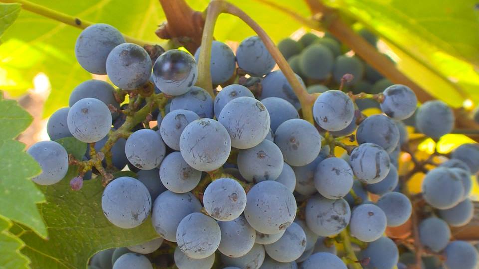  Лозарите бараат цената на грозјето да расте со секоја шеќерна единица