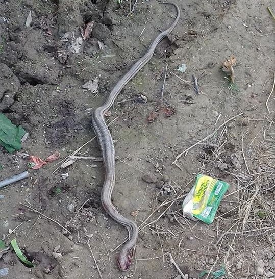 /Фото/ Борба со змија кај „лошата кривина“