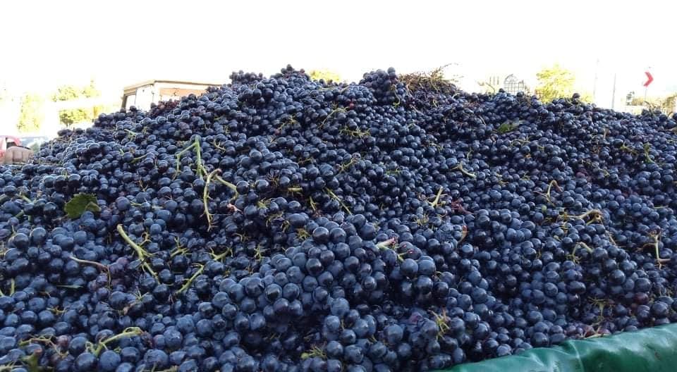 Став на винарската визба „Тиквеш“ во врска со денешната блокада на винарницата од страна на поединци кои манипулирале со квалитетот на грозјето.