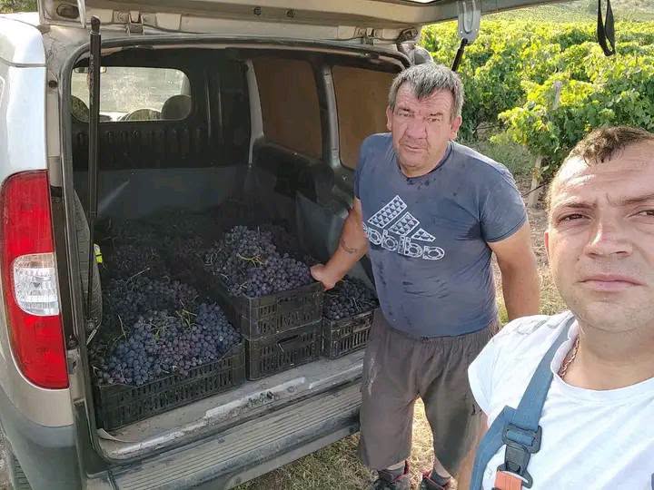 ЗАПОЧНА РАНАТА БЕРБА НА ГРОЗЈЕ ВО  КАВАДАРЦИ 